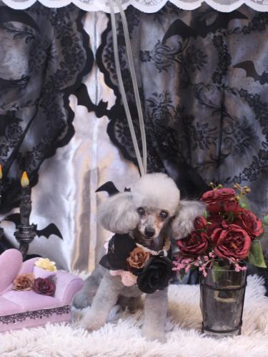 20231018サージュちゃん